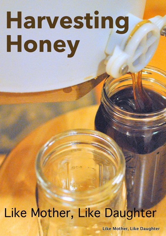 honey harvest-005